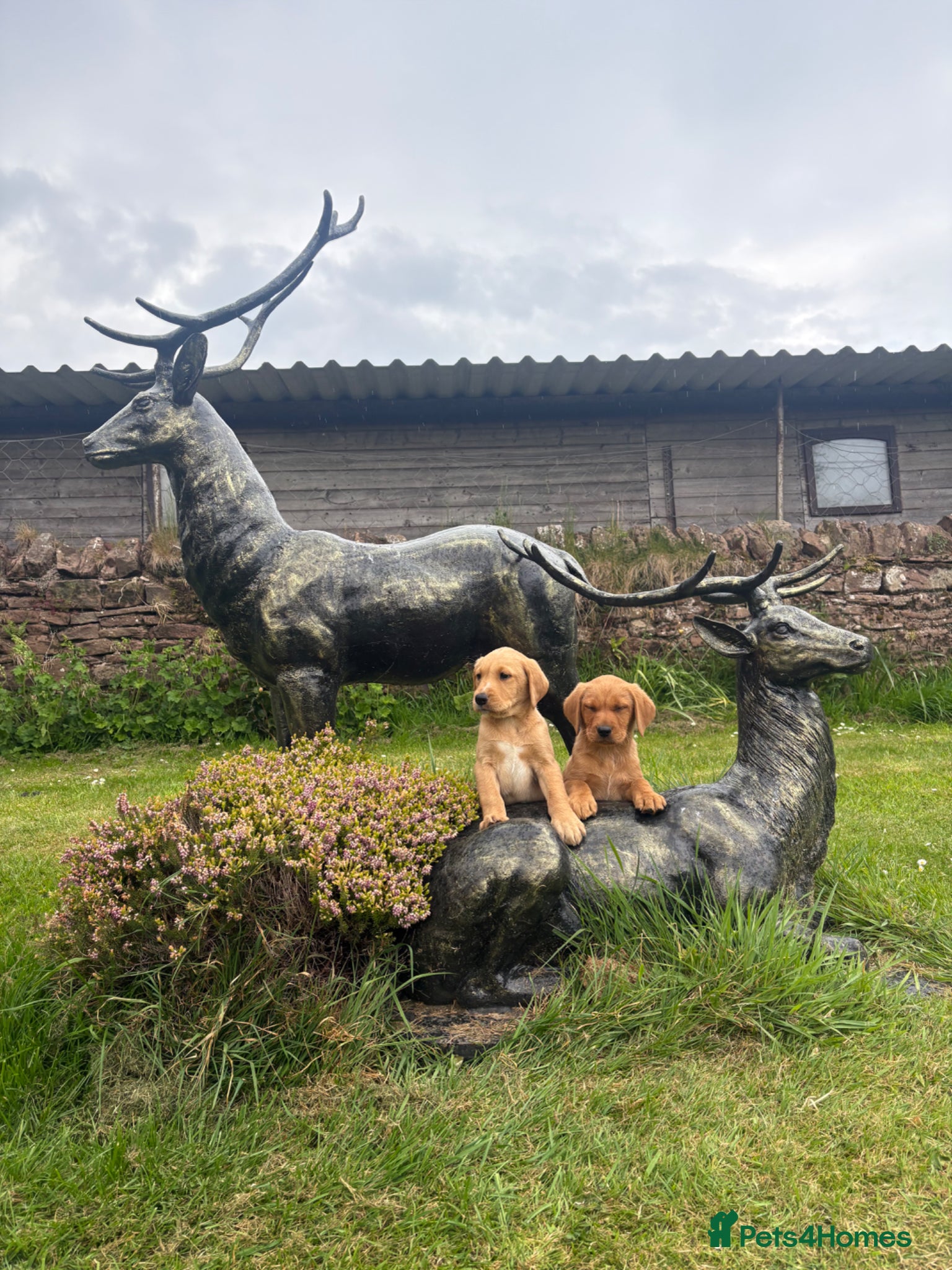 Labrador Retriever dogs Red boys available  - Advert 18