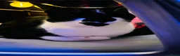 Mixed Breed cats for sale: Black and white kittens for sale - Advert 1