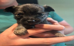Chihuahua dogs for sale: Boy long haired chihuahua puppies  - Image 3