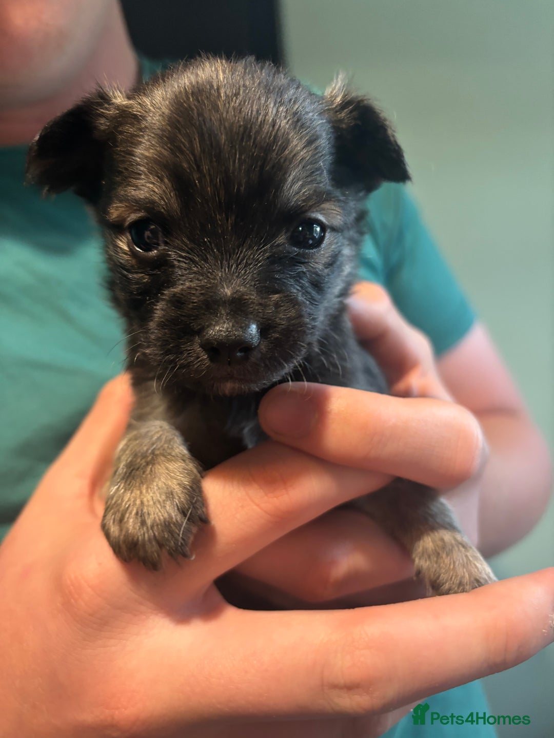 Chihuahua dogs for sale: Boy long haired chihuahua puppies  - Image 3