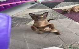 Burmese cats for sale: Lovely Burmese neutered kitten .GCCF registered. - Image 8