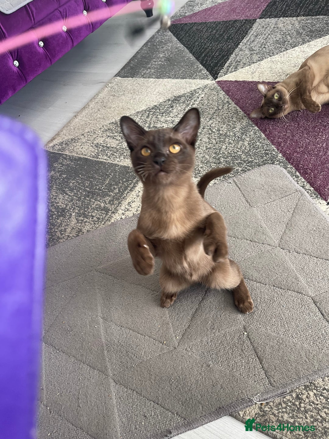 Burmese cats for sale: Lovely Burmese neutered kitten .GCCF registered. - Image 8