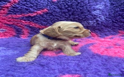 Cocker Spaniel dogs for sale: KC Reg Show Type Golden Cocker Spaniel puppies - Image 28