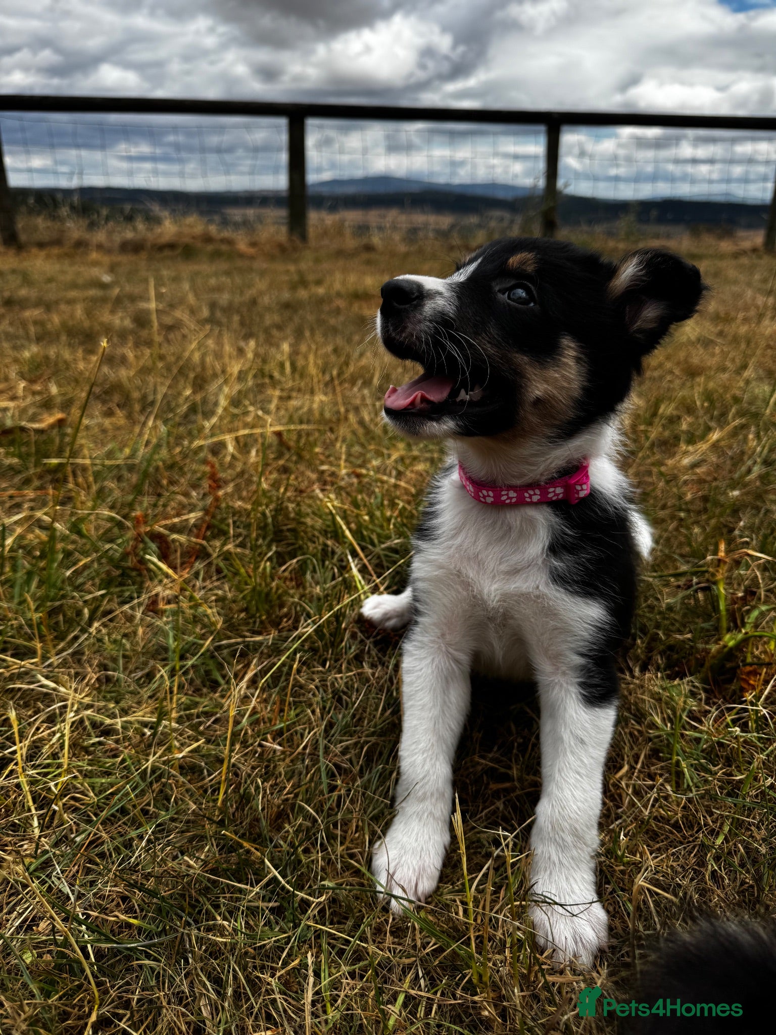 Mixed Breed dogs Kelpie x collies BEAUTIFUL LITTER - Advert 1