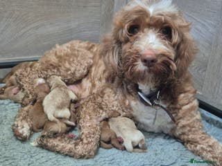 Australian Labradoodle dogs Puppies now born - Advert 8