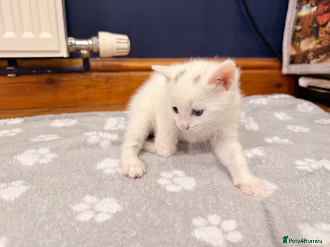 Mixed Breed cats for sale: 4 Kittens for Sale in Cam & Dursley - Advert 12