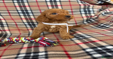Cockapoo dogs - Advert 11