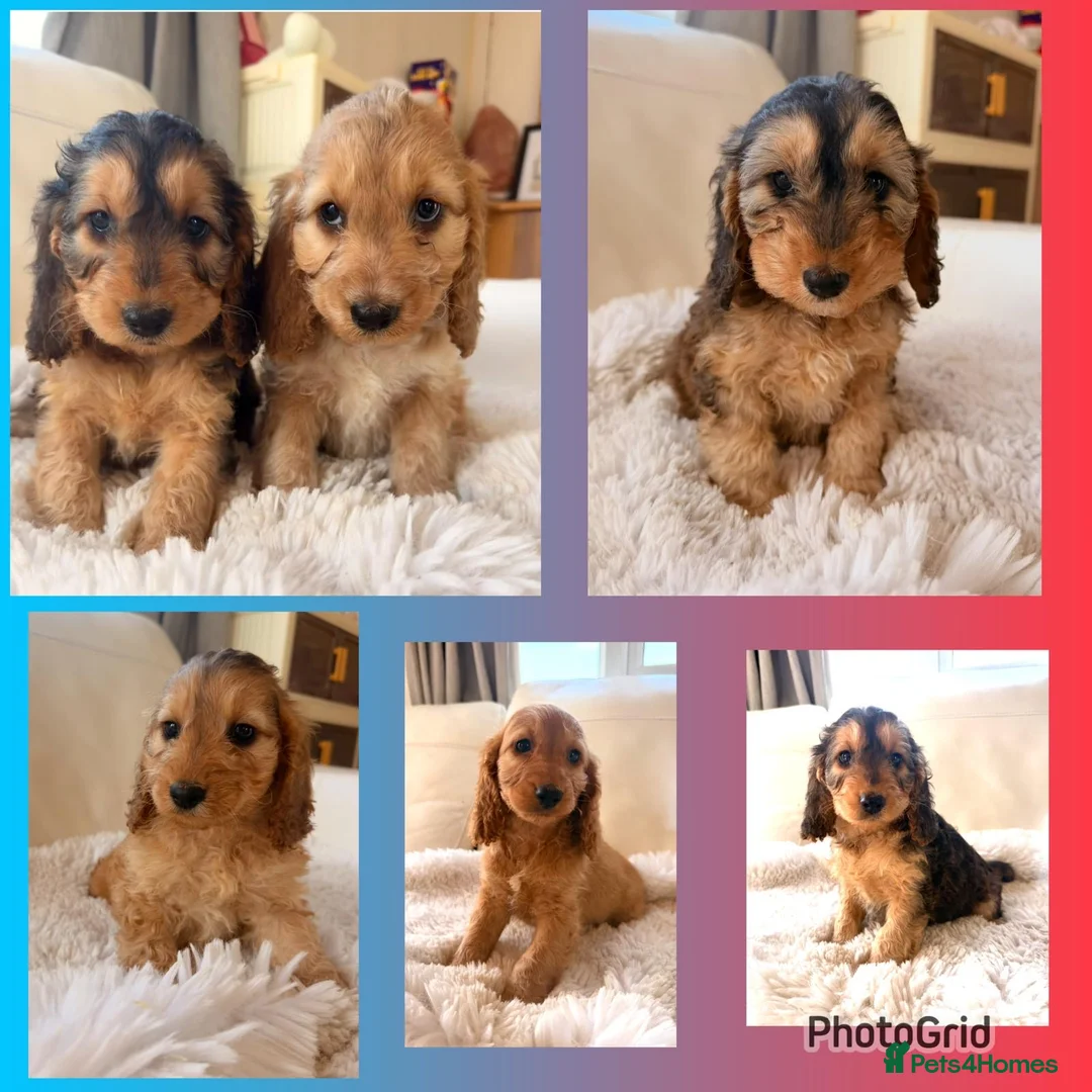 Cockapoo dogs for sale: F1 Gorgeous cockapoo puppies  - Advert 1