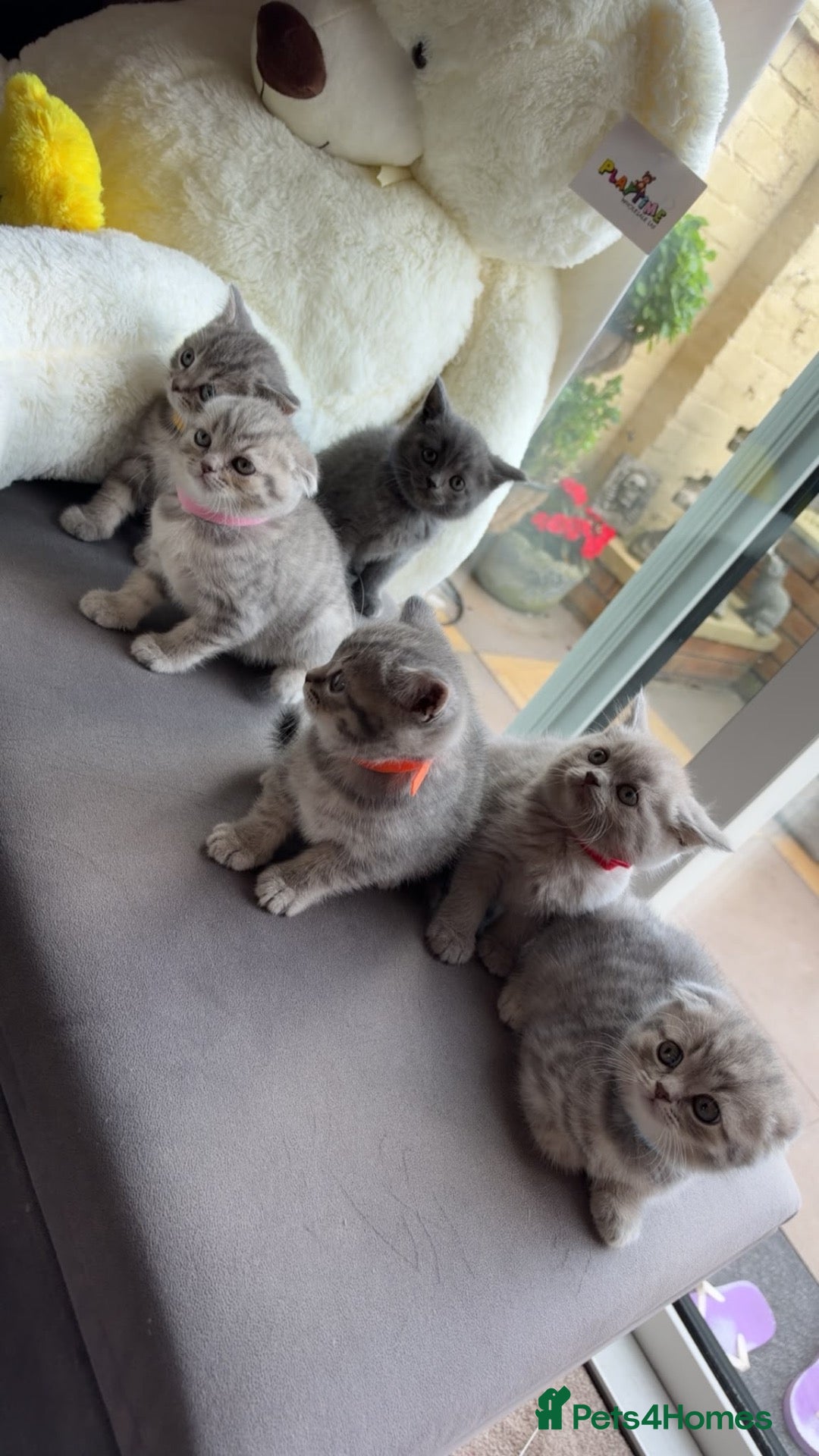 British Shorthair cats British Shorthair/ Scottish Fold Stunning Kitten - Advert 1