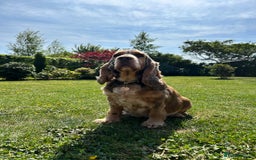 Cocker Spaniel dogs for sale: Show Type 🐾Health Tested 🐾Champion KC lines - Image 3