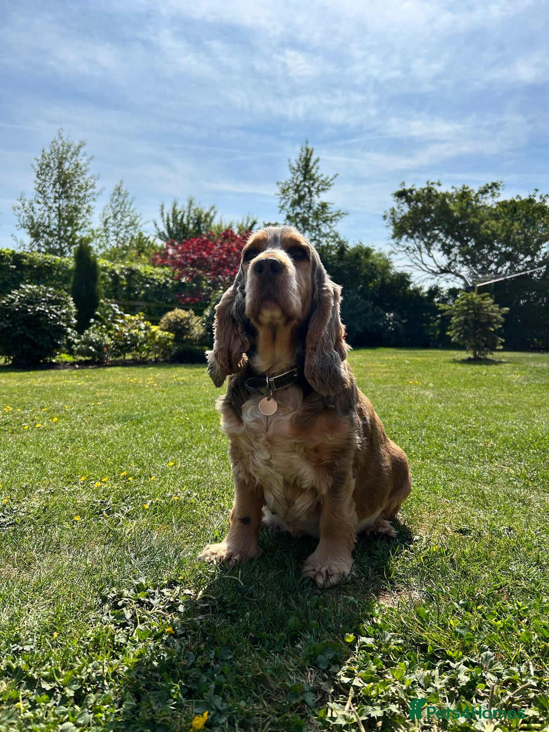 Cocker Spaniel dogs for sale: Show Type 🐾Health Tested 🐾Champion KC lines - Image 3