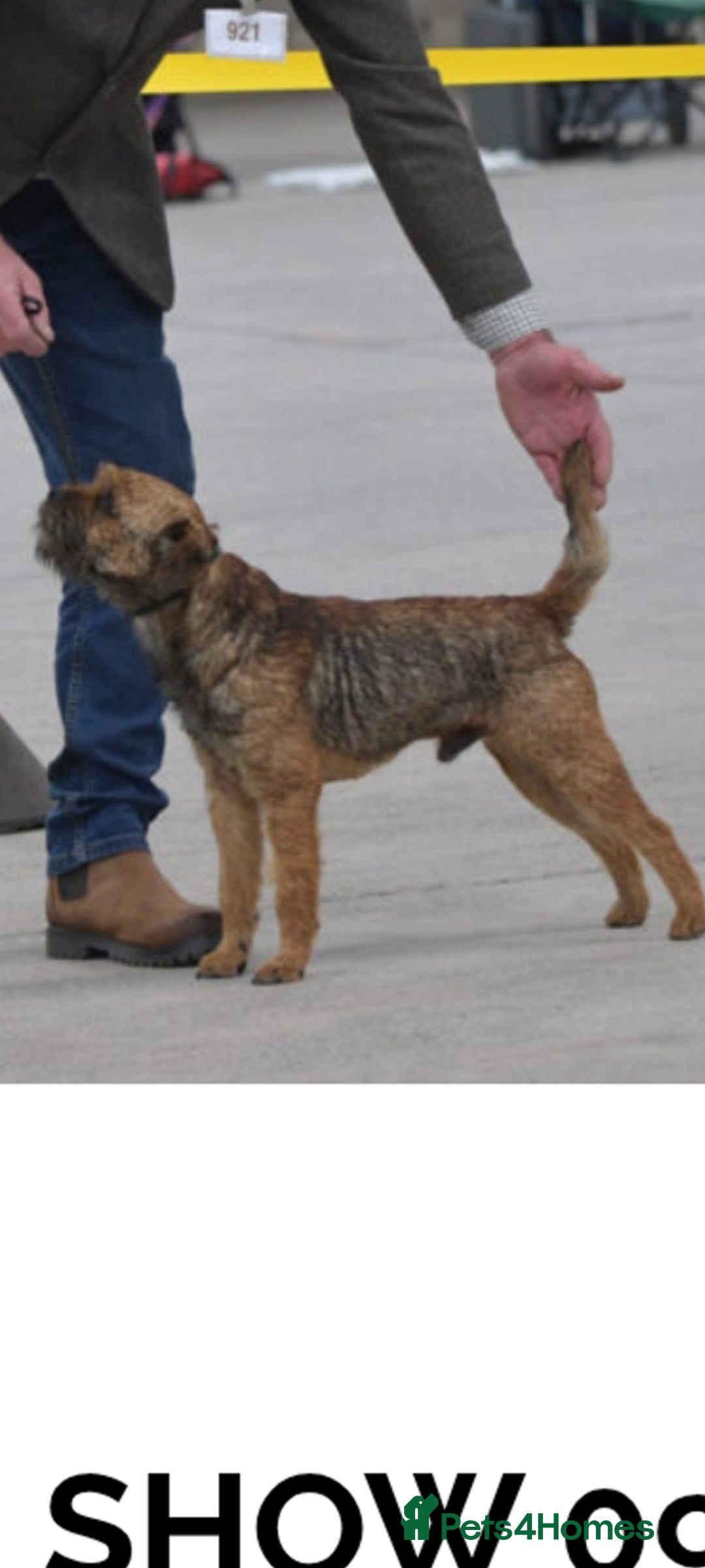 Border Terrier dogs Kc border stud - Advert 1