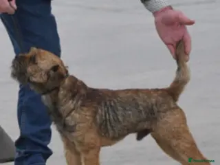 Border Terrier dogs Kc border stud - Advert 1