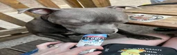 Staffordshire Bull Terrier dogs for sale: Bruce  in Dudley - Advert 5