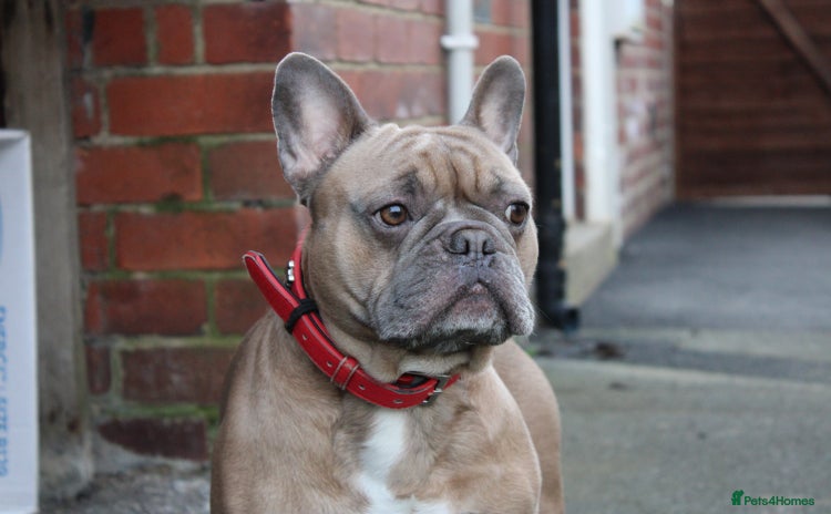 French Bulldog dogs - Advert 2