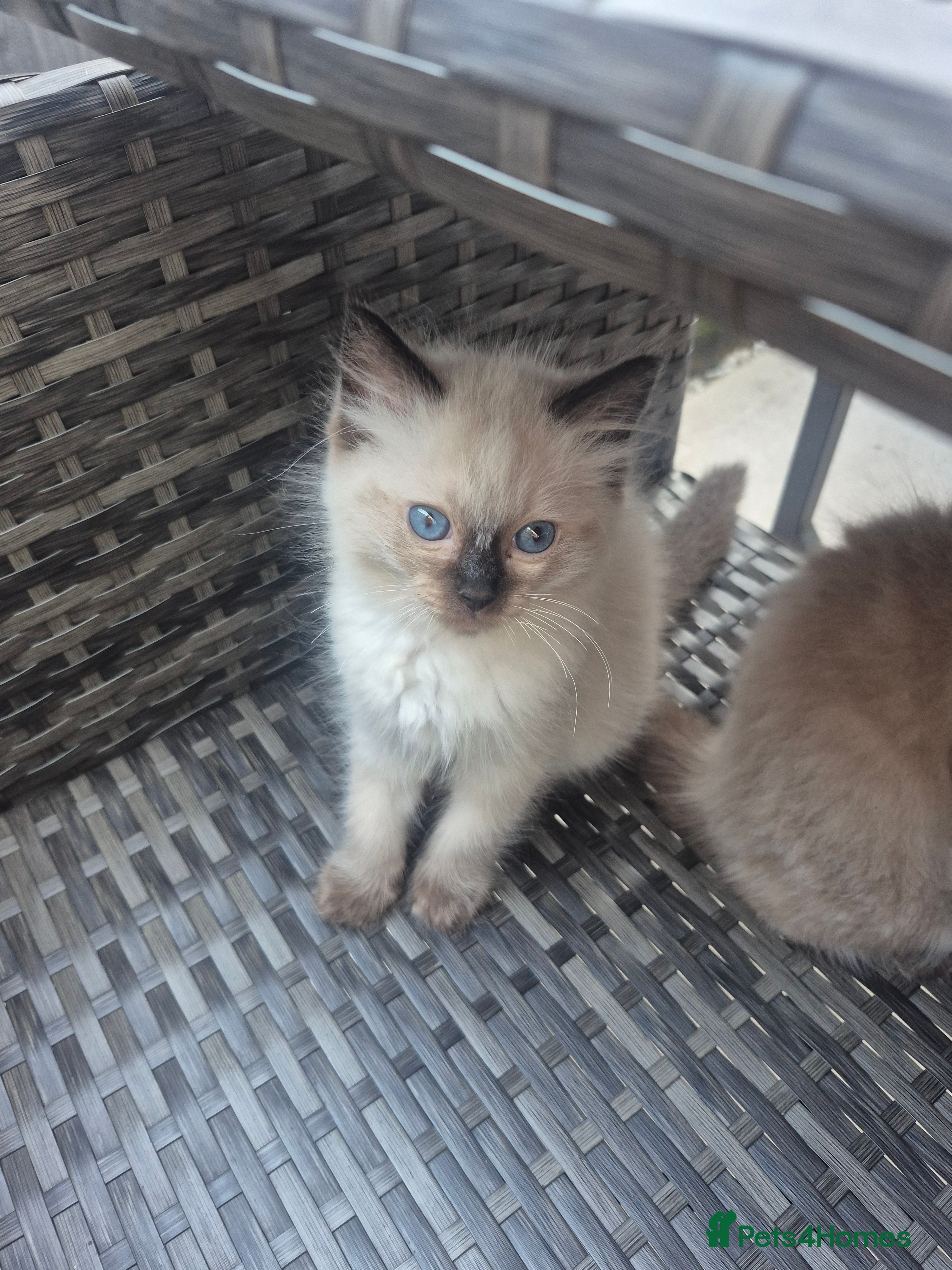 Ragdoll cats Pure Ragdoll KIttens - Advert 1