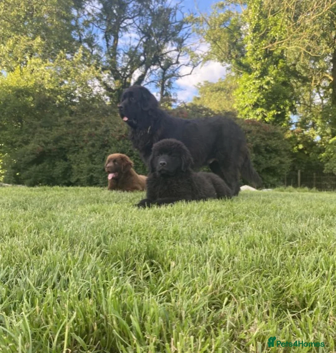 Newfoundland dogs for sale: Three Beautiful Pedigree Newfoundland Puppies  - Advert 9
