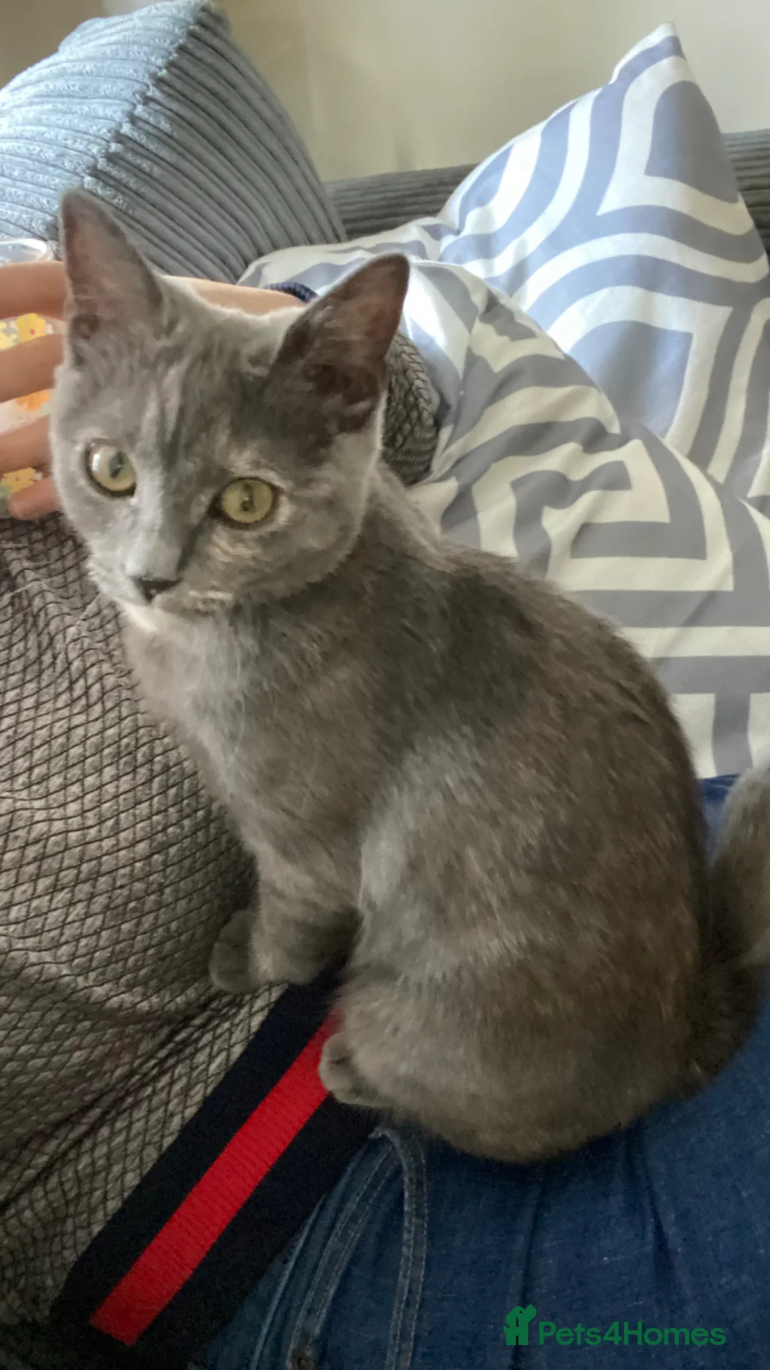 Mixed Breed cats for sale: Female Kitten for sale  in Reading - Advert 4