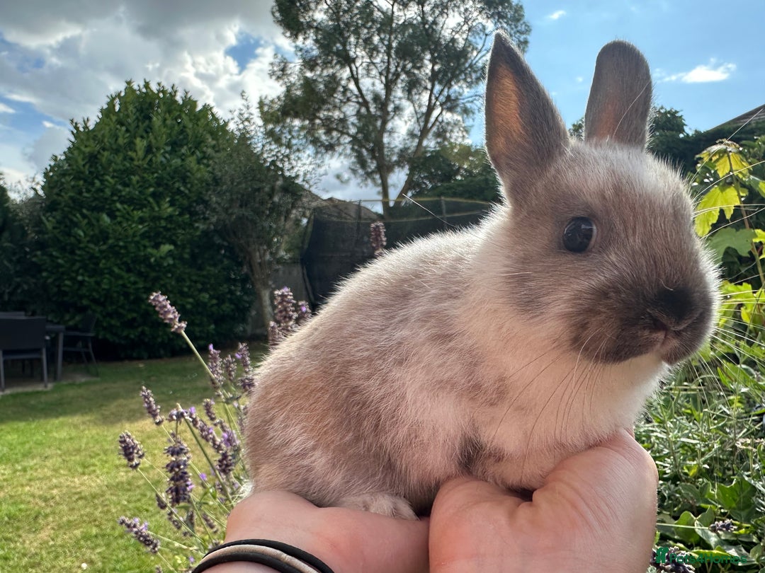 Netherland Dwarf rabbits for sale: SHOW QUALITY PURE BRED NETHERLAND DWARF - Image 4