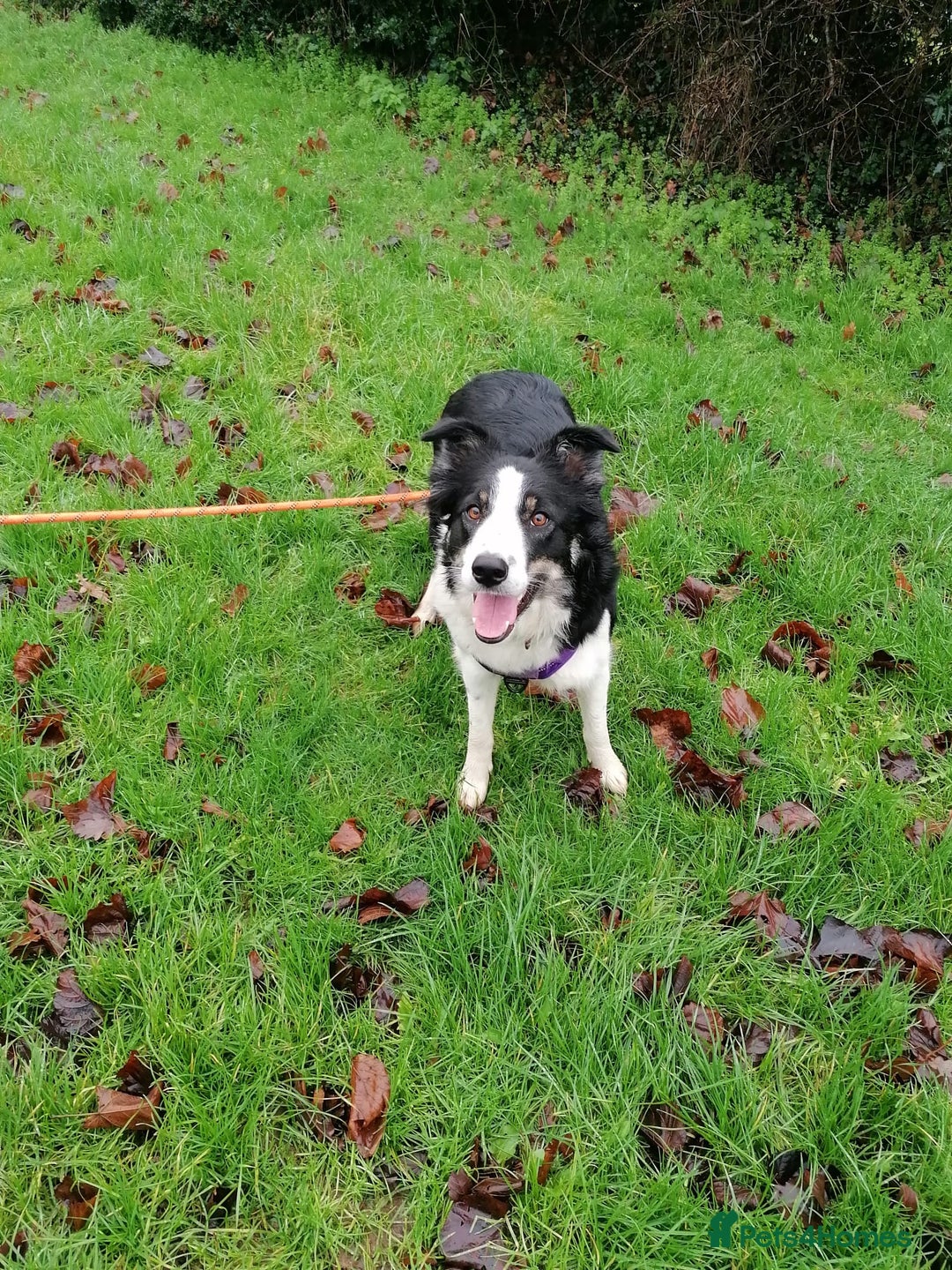 Border Collie dogs for adoption: ❤️Millie fabulous  18-month-old Border Collie ❤️ - Advert 12