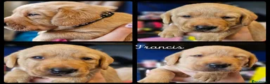 Labrador Retriever 4