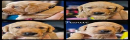 Labrador Retriever dogs for sale: Labrador puppys - Advert 5