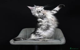 Maine Coon cats for sale: Beautiful 5 Year old Russian Zuki - Image 7