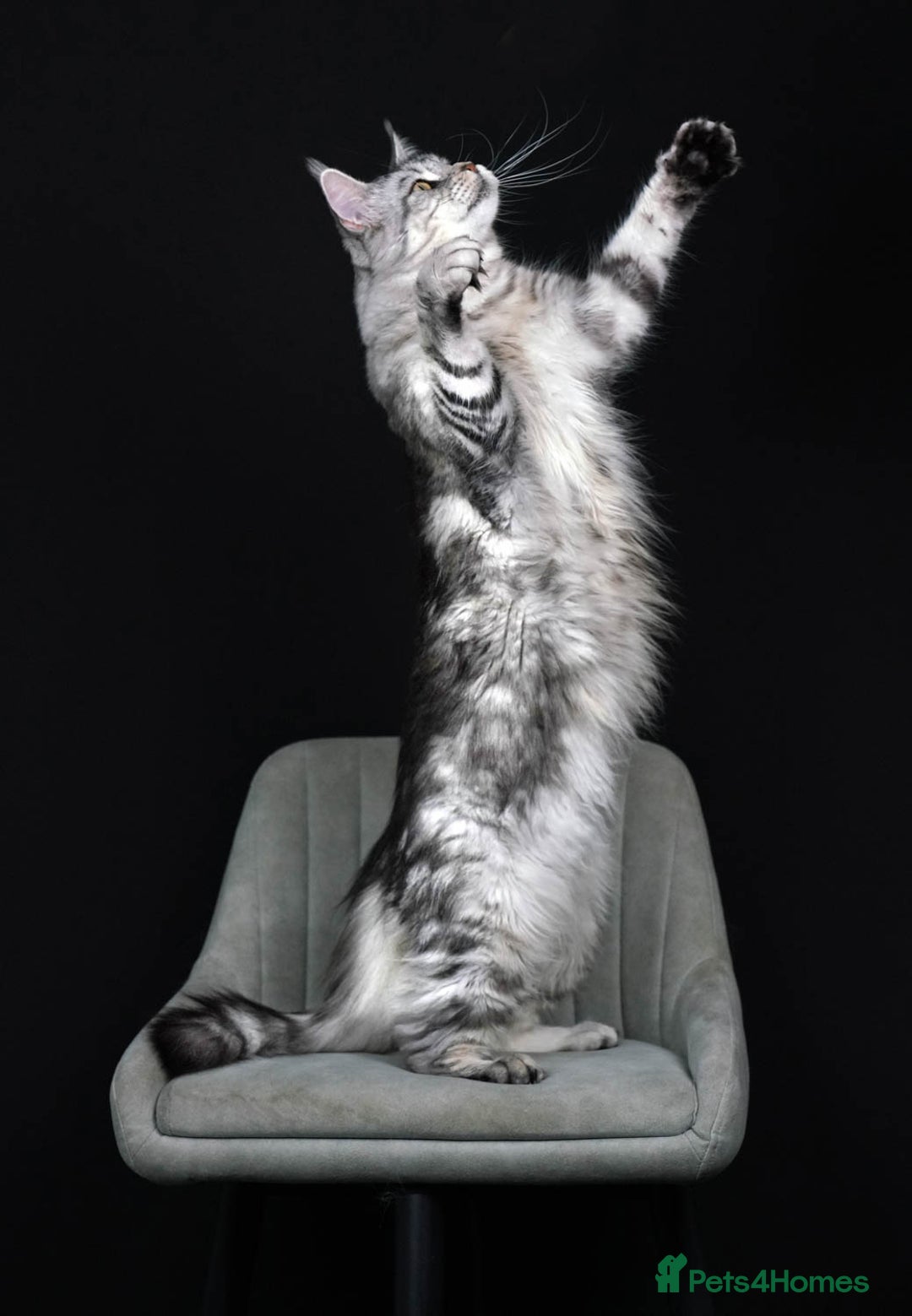 Maine Coon cats for sale: Beautiful 5 Year old Russian Zuki - Image 7