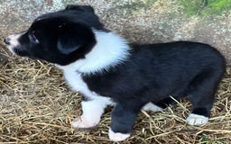 Border Collie dogs for sale: Two collie pups  - Image 3