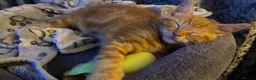 Mixed Breed cats for sale: Four Adorable Kittens Looking for Forever Homes - Advert 11