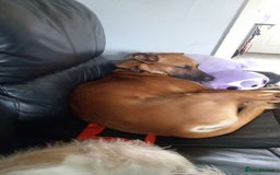 Mixed Breed dogs for sale: 14 month old German shepherd X Saluki  - Image 3