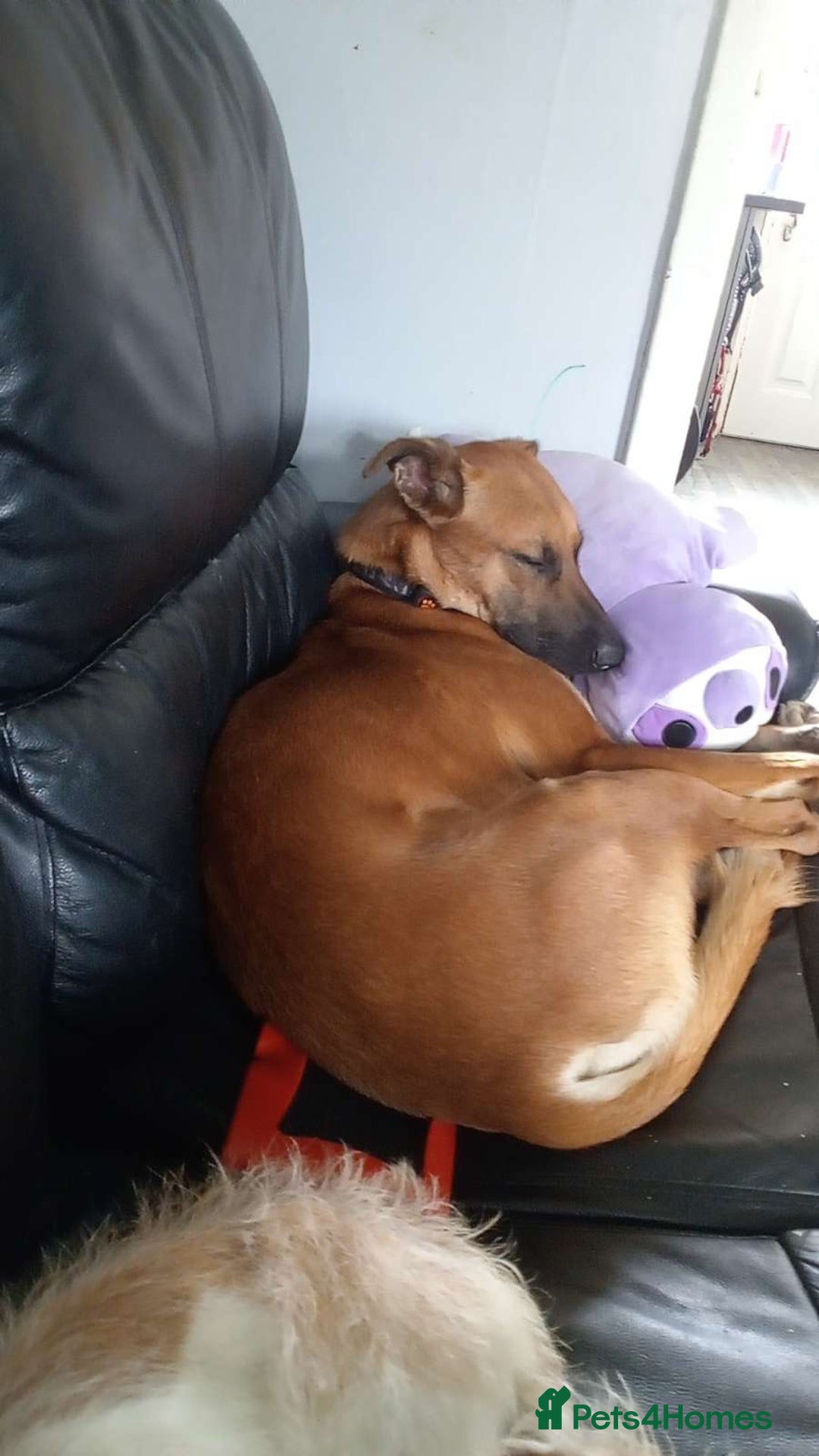 Mixed Breed dogs for sale: 14 month old German shepherd X Saluki  - Image 3