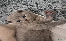 British Shorthair cats for sale: British Shorthair Lilac and Blue colour  - Image 10