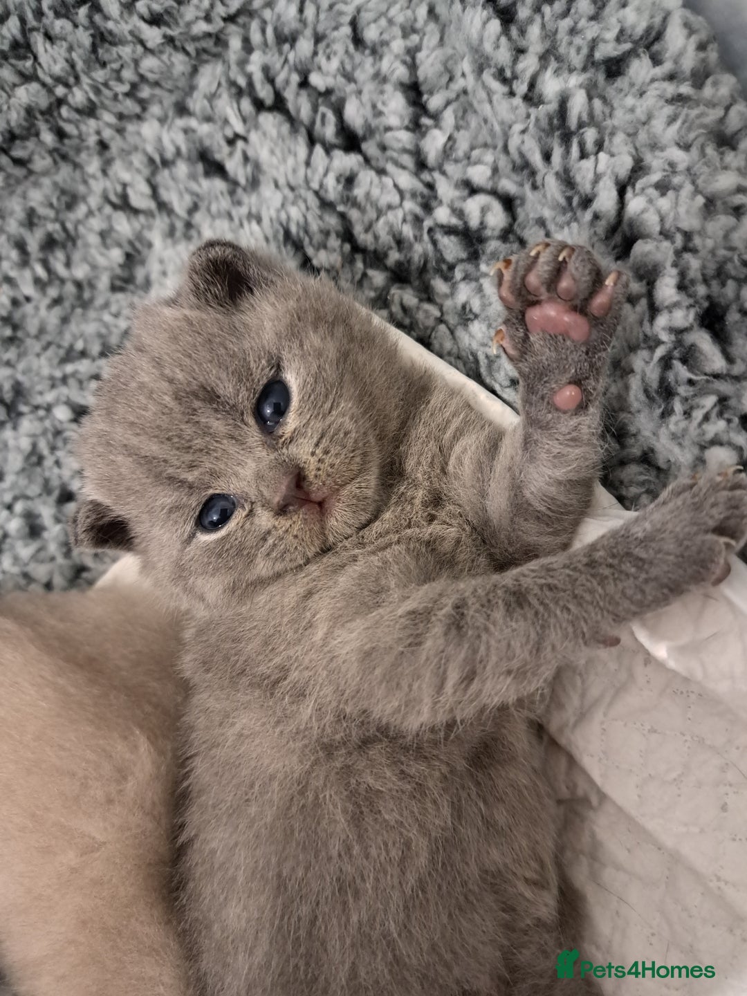 British Shorthair cats for sale: British Shorthair Lilac and Blue colour  - Image 10
