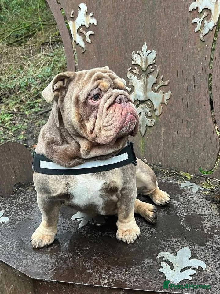 English Bulldog dogs British Bulldog - Advert 1