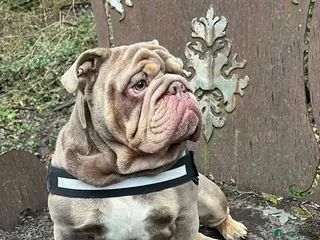 English Bulldog dogs British Bulldog - Advert 3