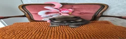 Pomeranian dogs for sale: Pomeranian Puppies - Advert 14