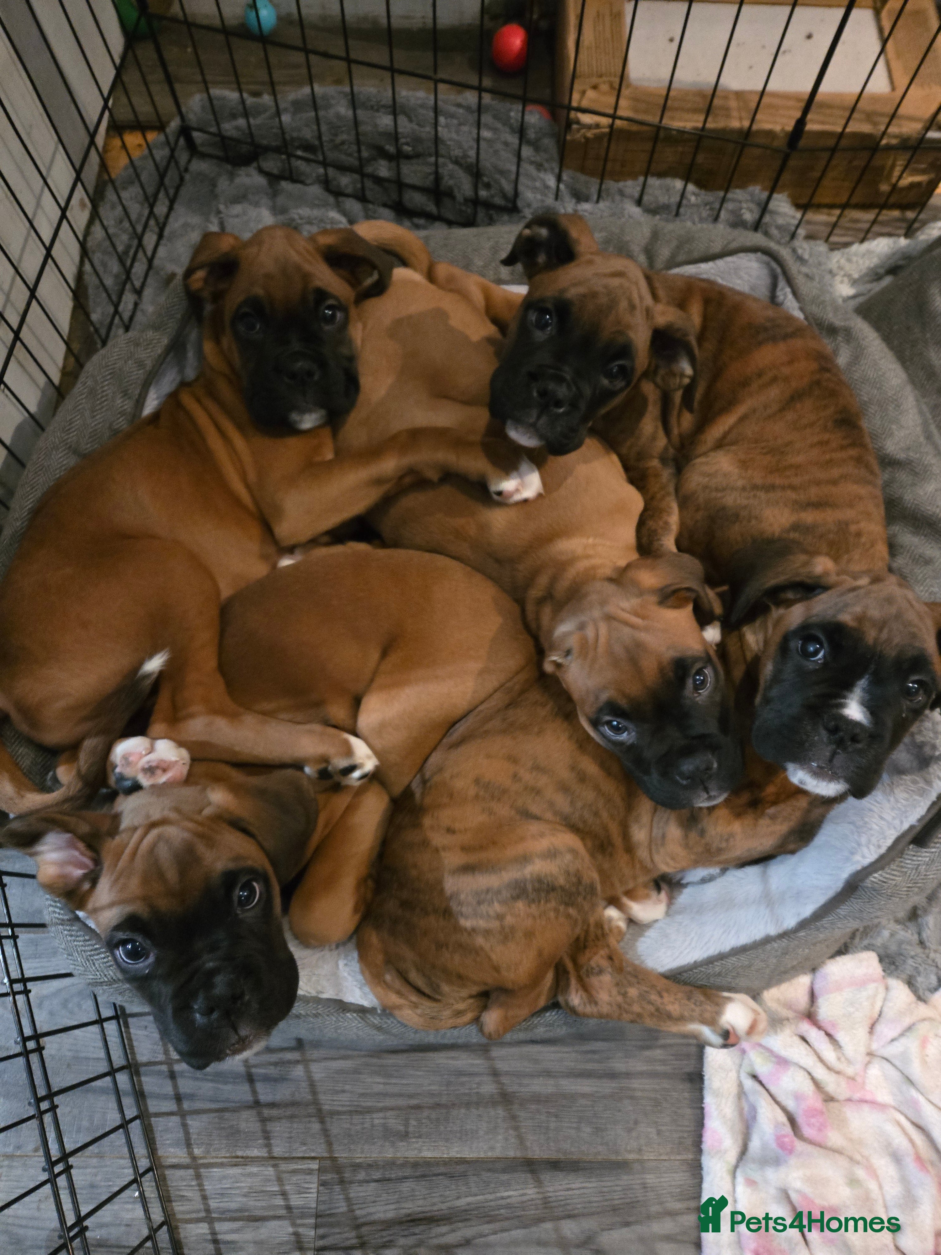 Boxer dogs Boxer puppies for sale  - Advert 2