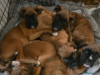 Boxer dogs Boxer puppies for sale - Advert 2