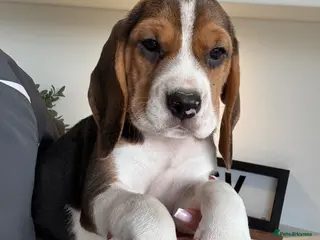 Beagle dogs for sale: KG REGISTERED BEAGLE 100% TRUE TO TYPE - Advert 1