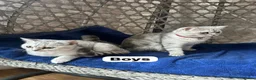 British Shorthair cats for sale: Beautiful British Shorthair - Advert 9