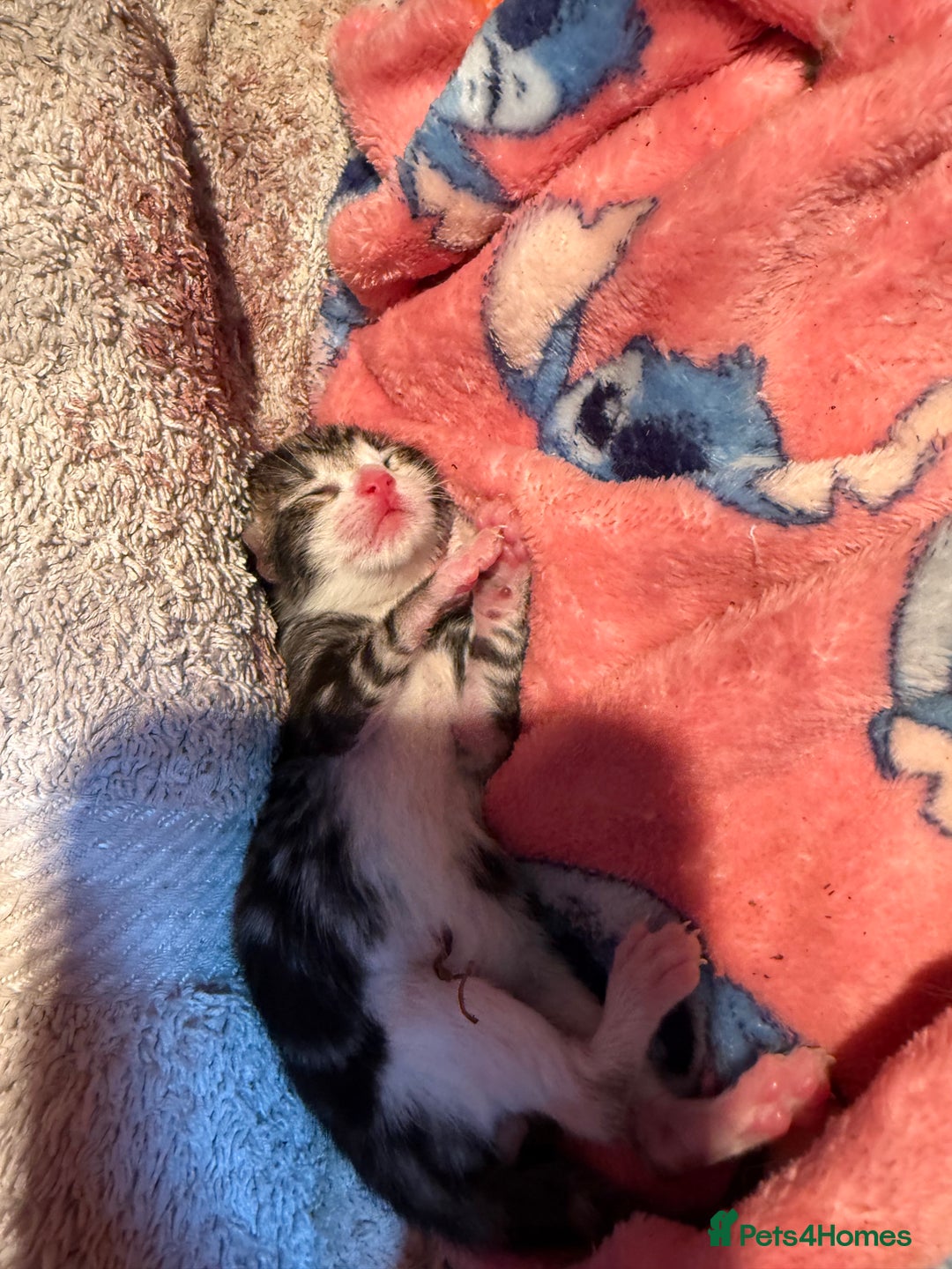 Bengal cats for sale: half bengal kittens  - Image 14