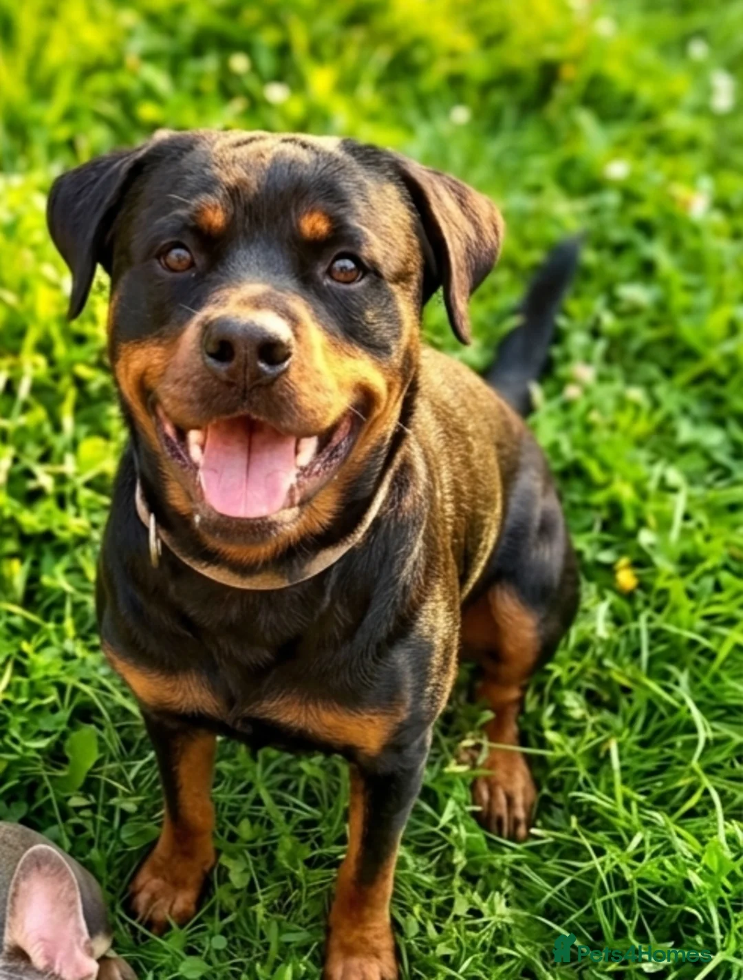 Rottweiler dogs for sale: *rehoming* 2 year old female rottweiler  - Advert 1