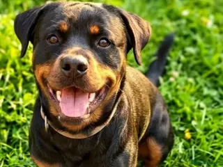 Rottweiler dogs *rehoming* 2 year old female rottweiler - Advert 4
