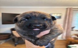Belgian Shepherd Dog dogs for sale: Dutch shepherd puppies  - Image 3