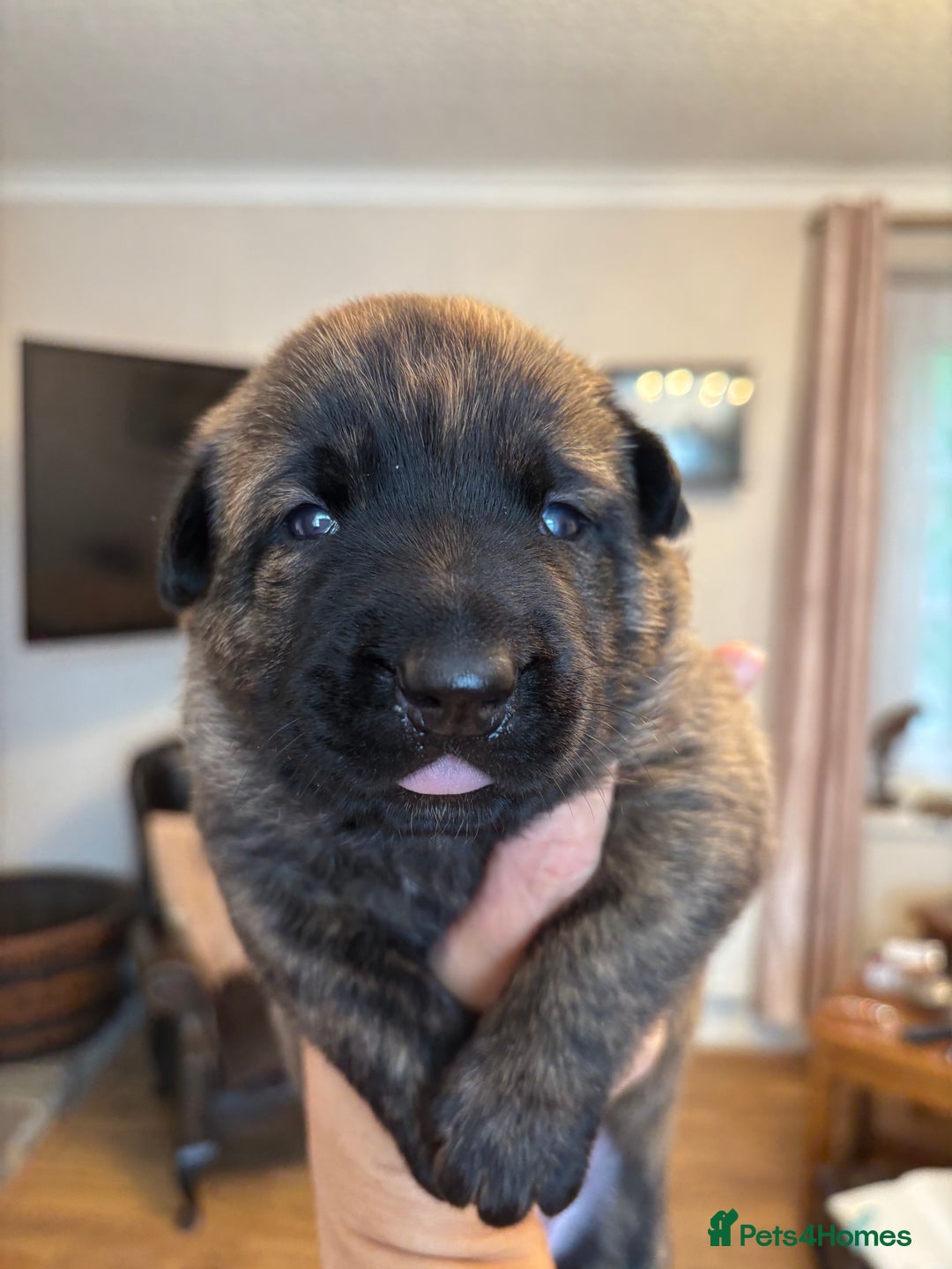 Belgian Shepherd Dog dogs for sale: Dutch shepherd puppies  - Image 3