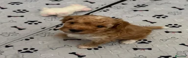 Cockapoo 1