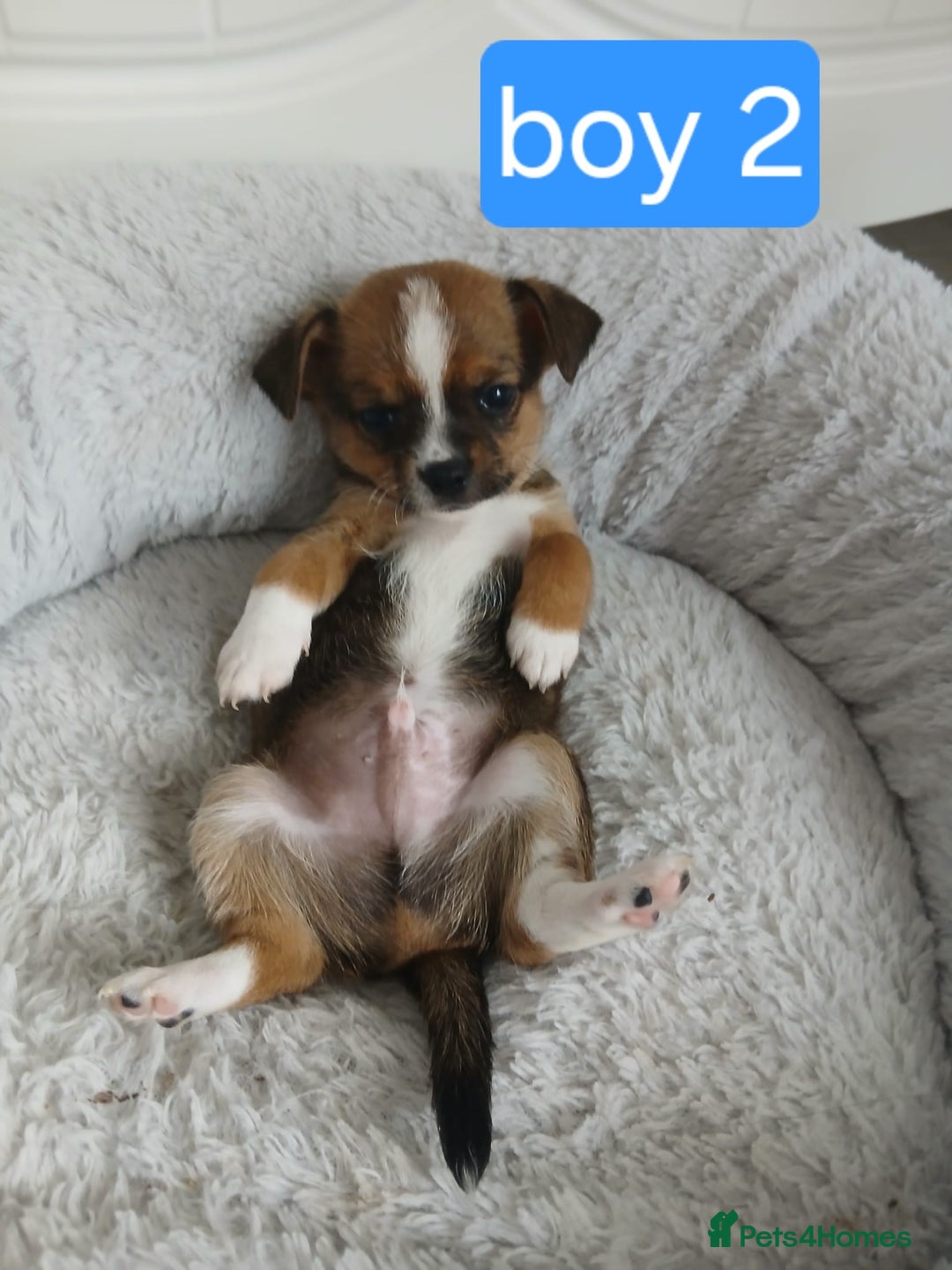 Chihuahua dogs for sale: Gorgeous chihuahua pups for sale  - Image 6