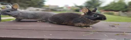 Netherland Dwarf rabbits for sale: Netherland dwarf £100 each - Advert 10