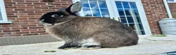 Netherland Dwarf rabbits for sale: Neutered Male Netherland Dwarf 1 year old - Wilf - Advert 19